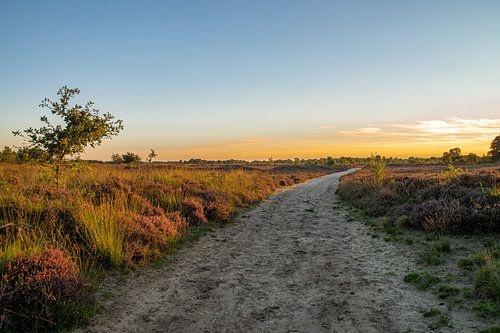 Drenthe moor.
