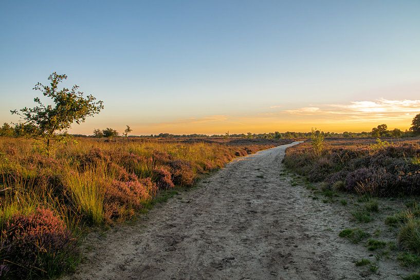 Drentse heideveld. van Anita Lammersma