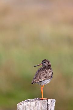 Tureluur (Tringa totanus) van Dirk Rüter