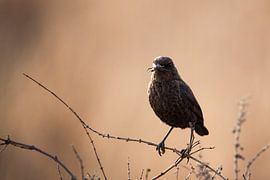 Bird by HansKl