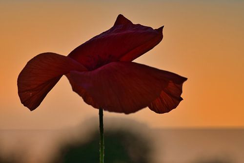 Poppy with red petals