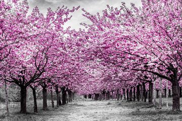 Des cerisiers en pleine floraison