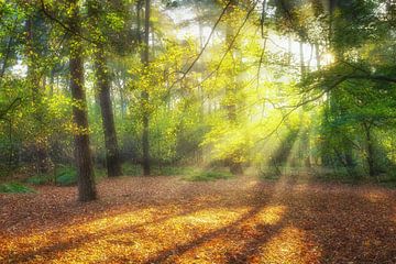 Zonneharpen in beukenbos van Sjaak den Breeje