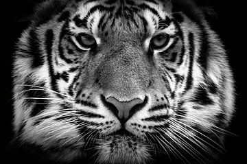 In de ogen van een tijger van KC Photography