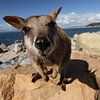 allied rock-wallaby , Petrogale assimilis, Magnetic Island , Queensland, Australia sur Frank Fichtmüller