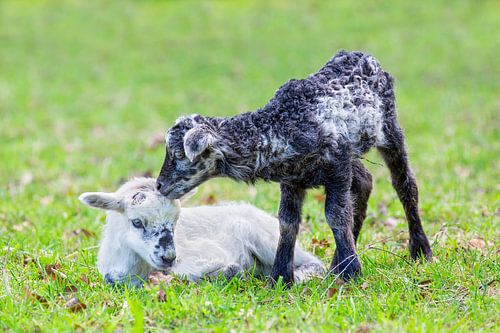 Newborn black lamb licks white lamb in green meadow