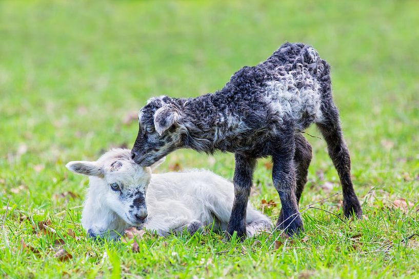 Newborn black lamb licks white lamb in green meadow by Ben Schonewille