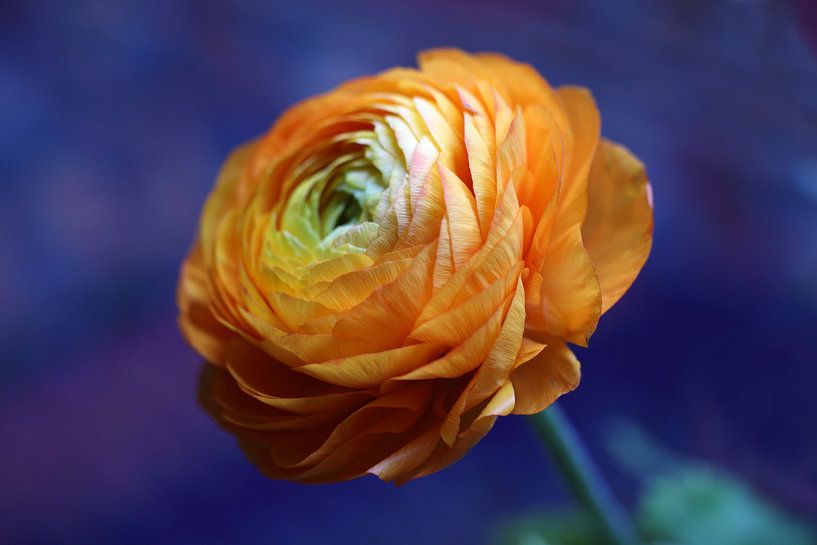 Oranje ranonkel par Jolanta Mayerberg