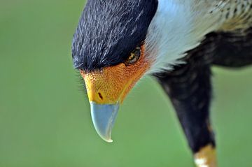 Kuifcaracara van Pyter de Roos