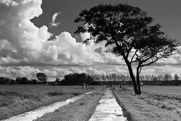 Clouds, tree and path by robert wierenga