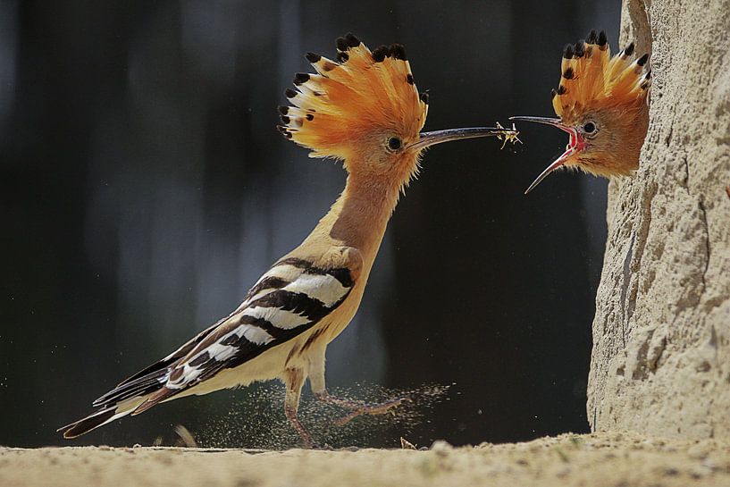 Hop voert jong by Petra Kester