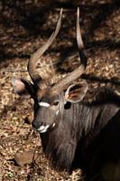 Porträt eines männlichen Kudus