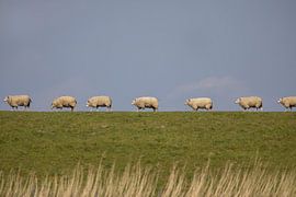 Sheep over the dam (2) by Tanja van Beuningen