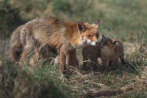 Mother and her cubs by Jolanda Aalbers