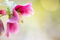 Pink hellebores | Trompenburg Arboretum | Rotterdam Netherlands