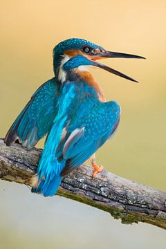 Eisvogel  ( Alcedo atthis ), Altvogel verteidigt sein Territorium von wunderbare Erde