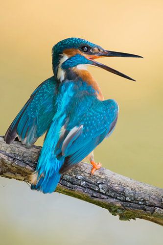 Eisvogel  ( Alcedo atthis ), Altvogel verteidigt sein Territorium