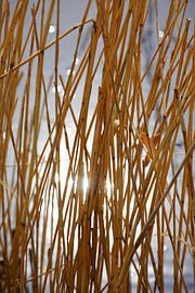 Stille der Natur von Thomas Jäger