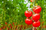 Frische reife Tomaten, die an Tomatenpflanzen wachsen von Sjoerd van der Wal Fotografie Miniaturansicht