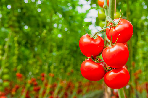 Verse rijpe tomaten aan tomatenplanten