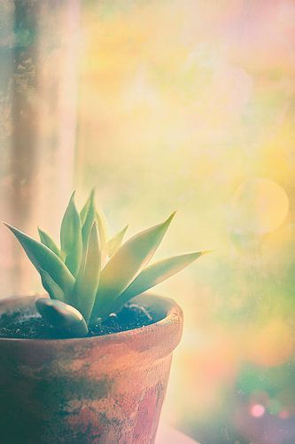 Zonovergoten plant in een pot