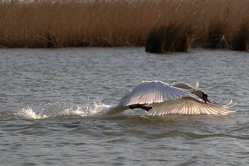 Schwan auf dem Kriegspfad von Anne Ponsen