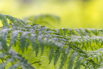 Eagle Fern by Diantha Risiglione