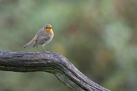 Robin on the lookout