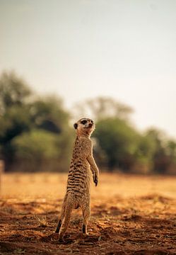 Stokstaart in de Kalahari van Namibië, Afrika van Patrick Groß