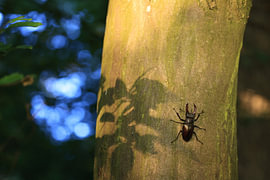Lunatier mâle sur l'écorce d'un chêne dans une forêt de feuillus, Bade-Wurtemberg, Allemagne sur Frank Fichtmüller