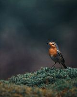Roodborst