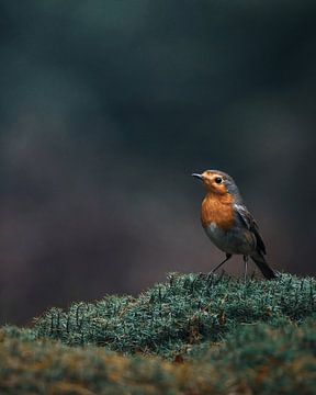 Robins by Tom Zwerver