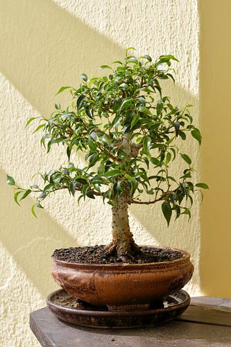 Bonsai van een Ficus benjamina