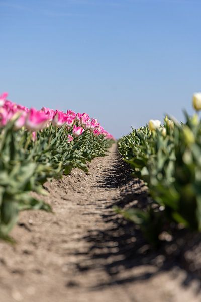 Tulip Road by Lens Design Studio