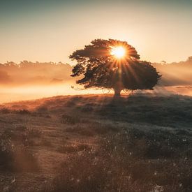 Zonsopgang op de heide van Steffen Peters