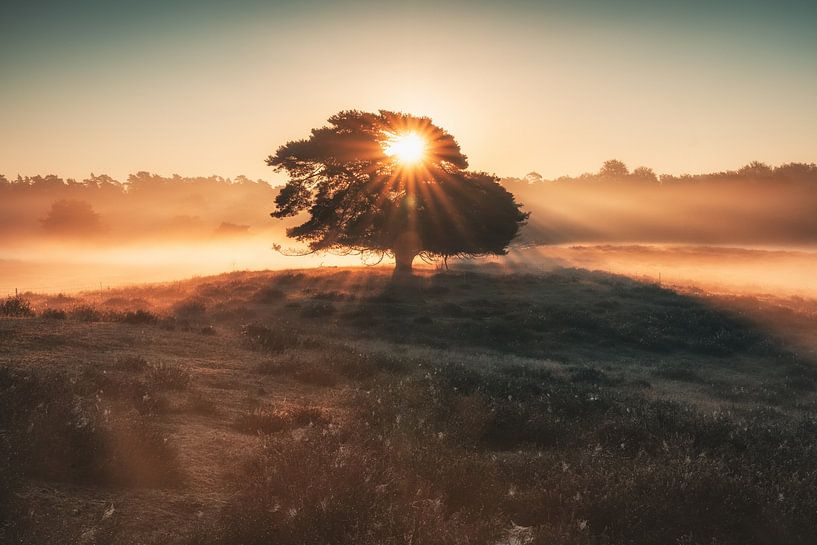 Zonsopgang op de heide van Steffen Peters