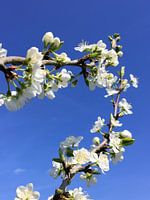 Bloesem aan een fruitboom in de lente