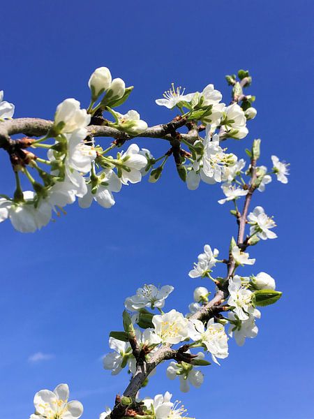 Bloesem aan een fruitboom in de lente van Sandra van der Burg