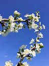 Bloesem aan een fruitboom in de lente van Sandra van der Burg thumbnail
