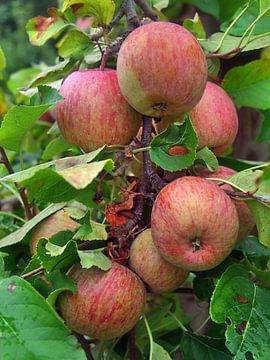 Plantation de pommes 1