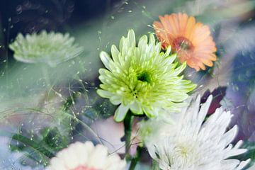 Najaarse bloemen / Astras
