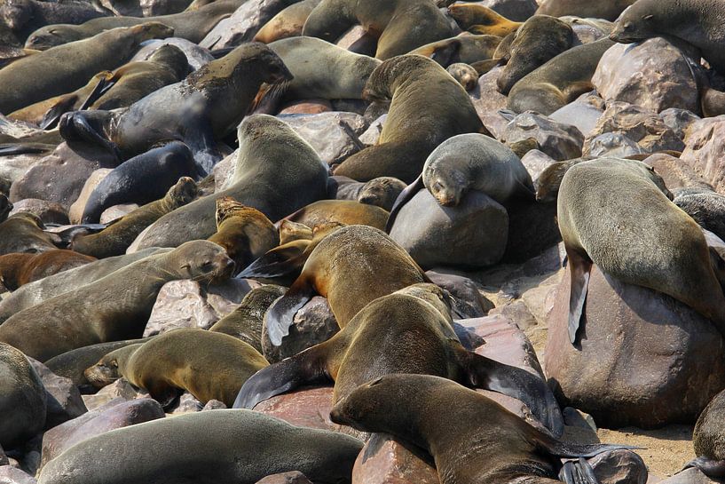 Colonie d'otaries à fourrure par Inge Hogenbijl