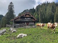 Alpine hut with cows in front and mountains in the background