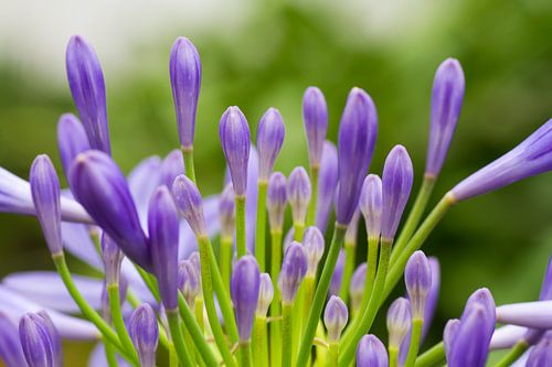 Crocuses - nature photography