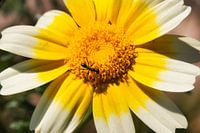 Mier & gekroonde wietbloem - Macro