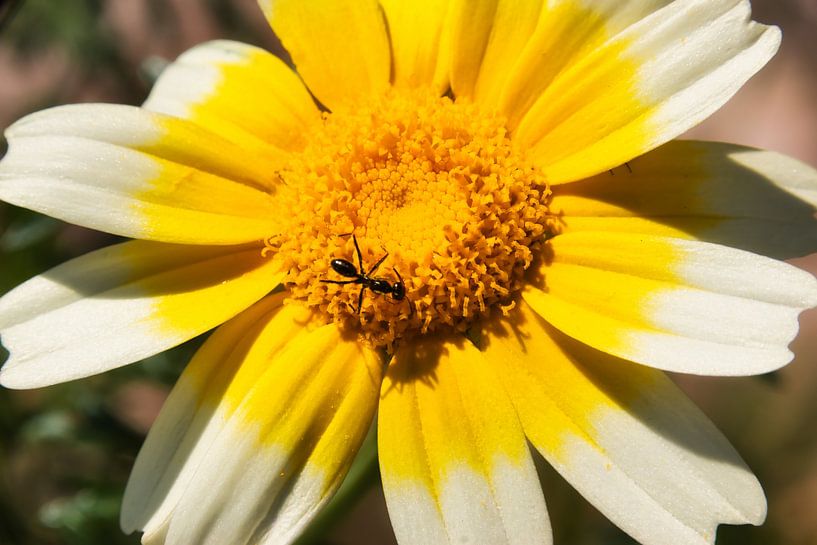 Ant &amp; Crowned Weed Flower - Macro by Patrick Wittling