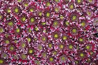 Chrysanthemum 'Disco Club' van Richard Wareham thumbnail