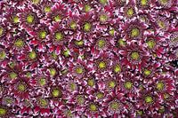 Chrysanthemum 'Disco Club'