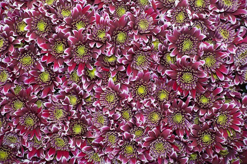 Chrysanthemum 'Disco Club' van Richard Wareham