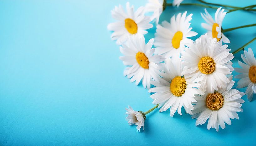 Kamillebloemen met blauwe achtergrond van Mustafa Kurnaz